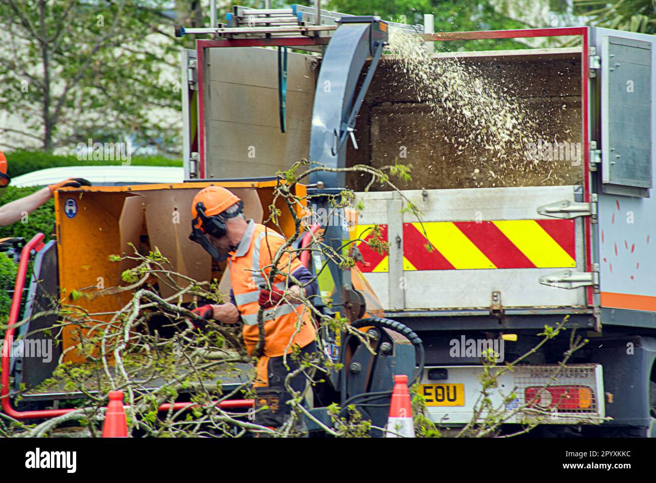 Baumchirurgen entfernen den Baum und reduzieren ihn in einer Häckslermaschine Stockfoto