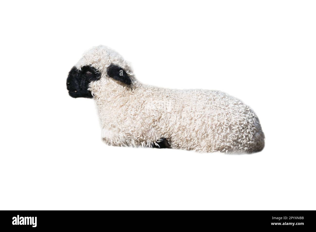 Schwarz-weißes Lamm isoliert, freigelegt, zur Arbeit lügt. Nutztier vom Bauernhof. Kleines Säugetier mit Wolle. Baby-Tier aus der Natur Stockfoto