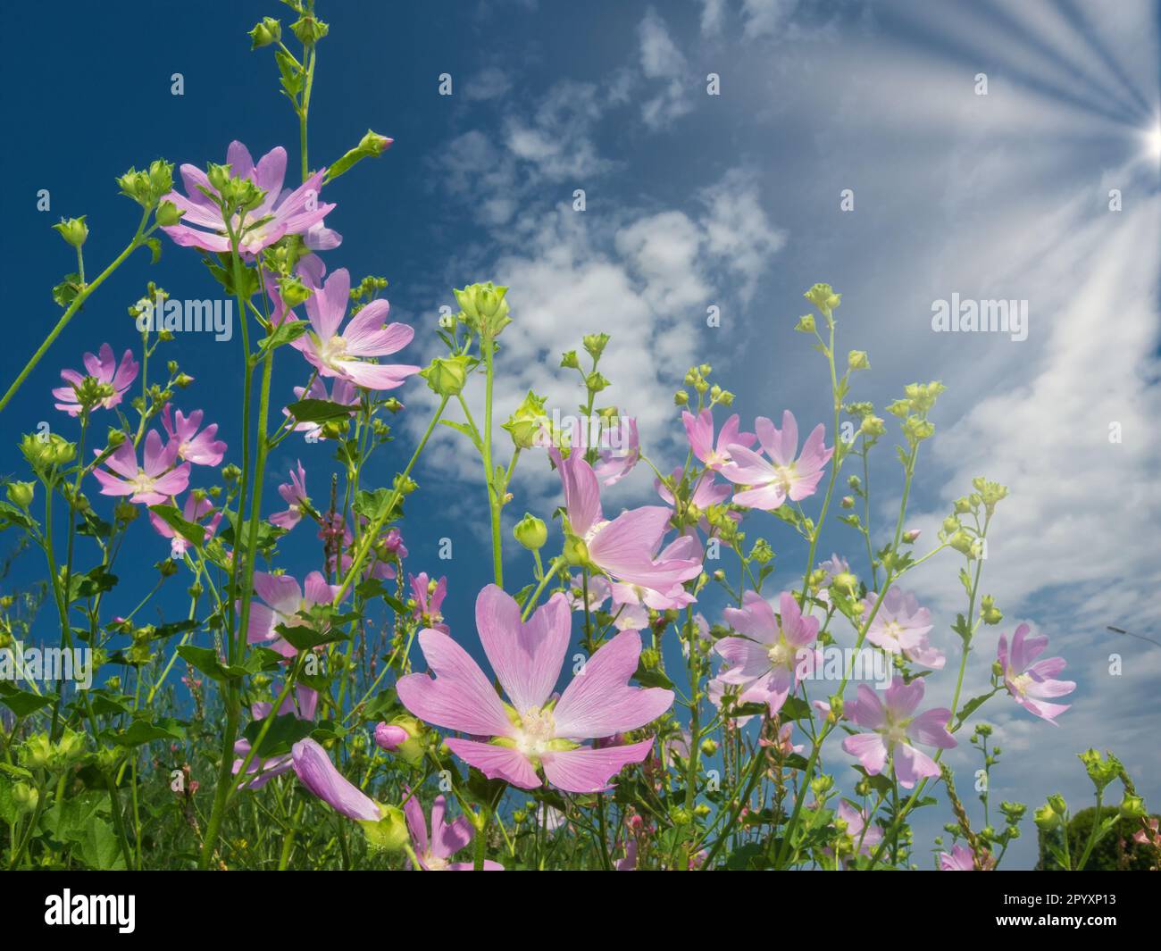 Wunderschöne rosa Wildblumen, die sich bis in die Sonne erstrecken. Stockfoto