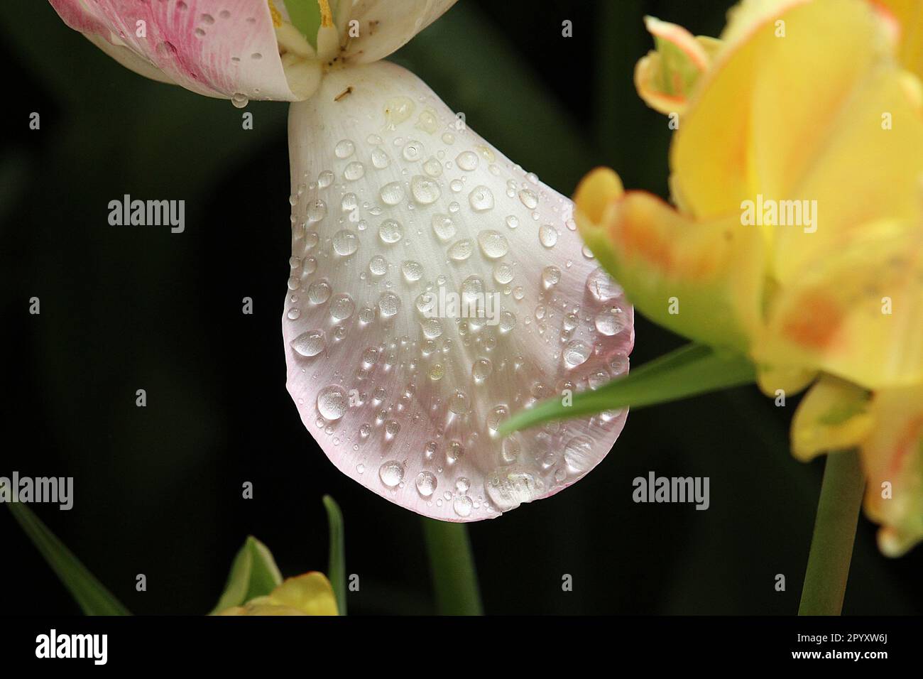 Blumen Stockfoto