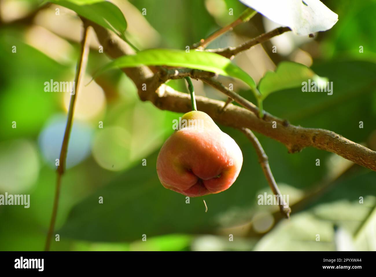 Java-Apfel, auch bekannt als Rose Apple oder Wachsapfel und wissenschaftlicher Name Syzygium samarangense Stockfoto