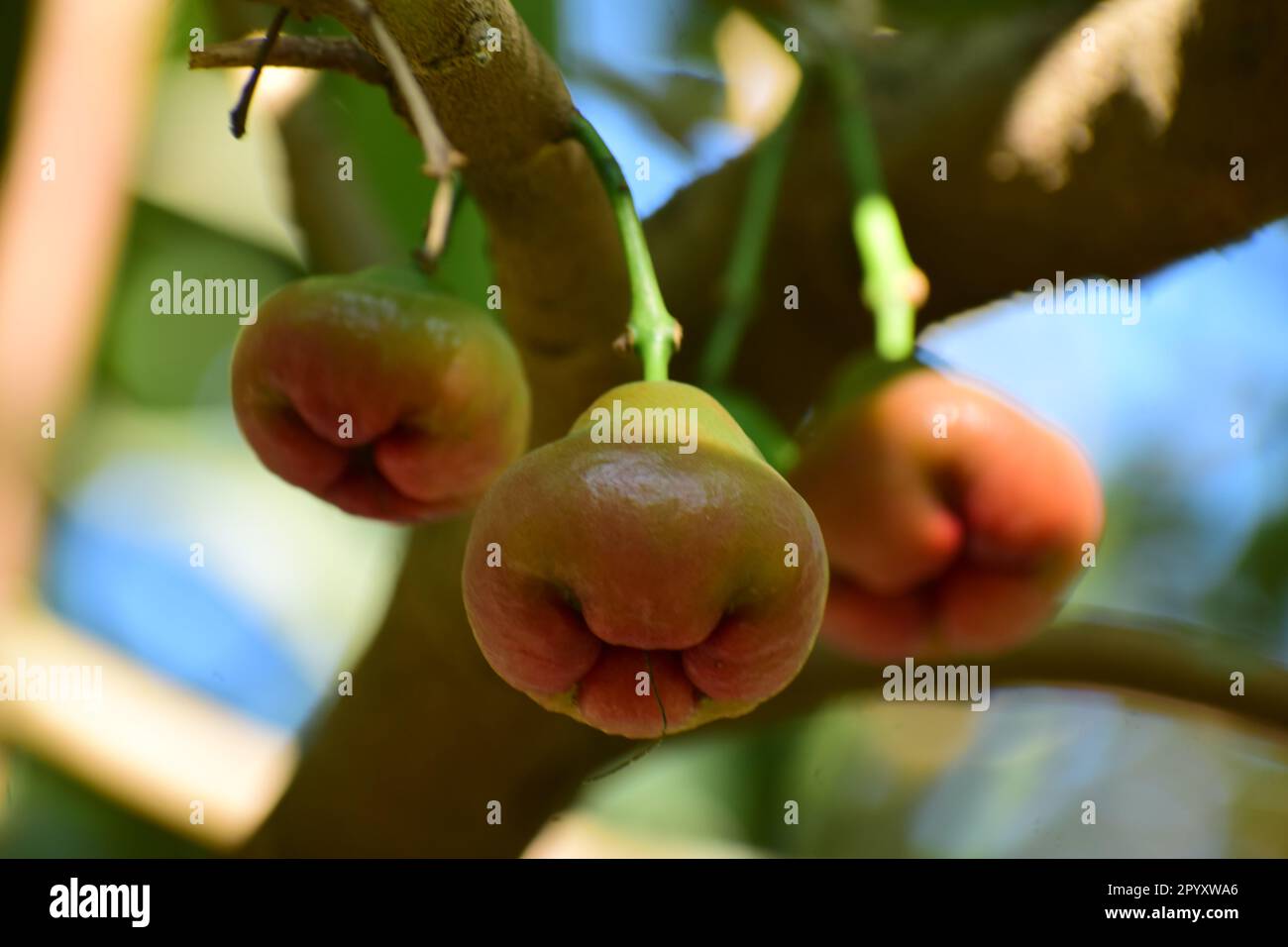 Java-Apfel, auch bekannt als Rose Apple oder Wachsapfel Stockfoto