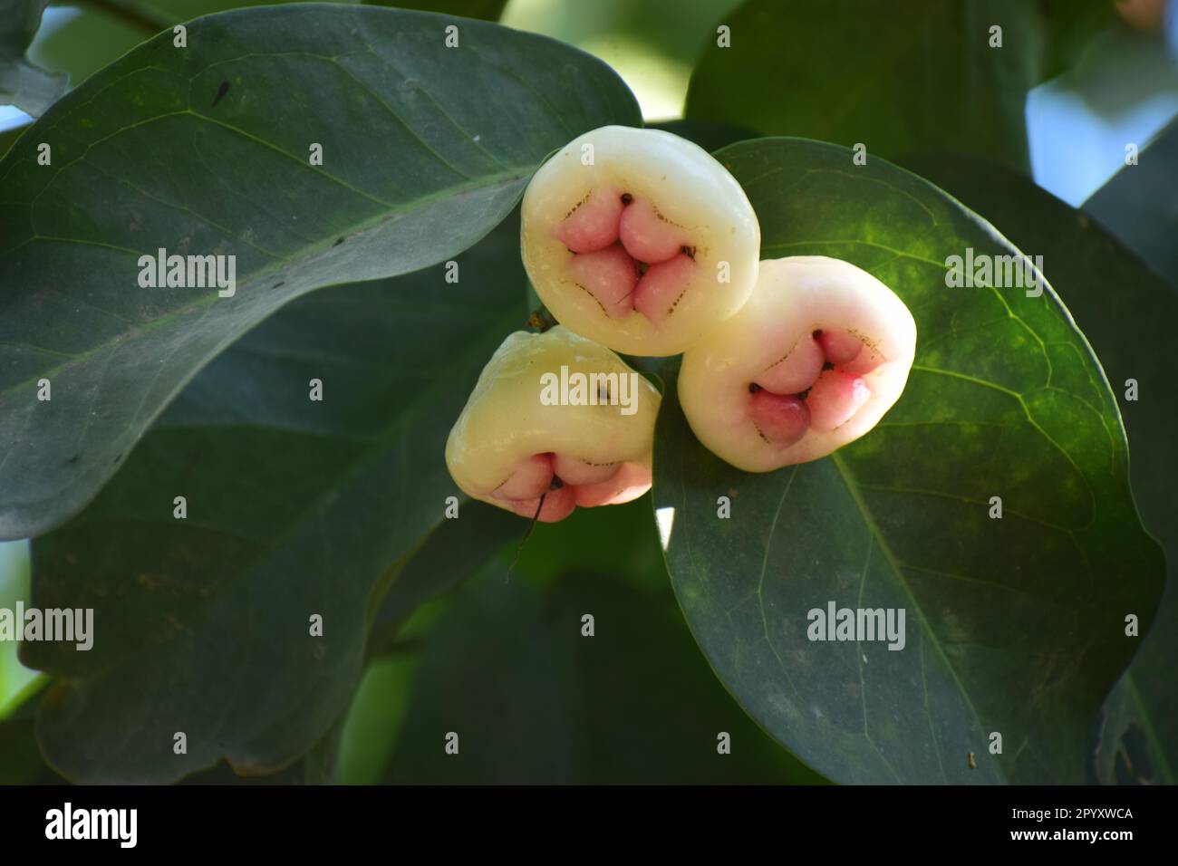 Java-Apfel, auch bekannt als Rose Apple oder Wachsapfel Stockfoto