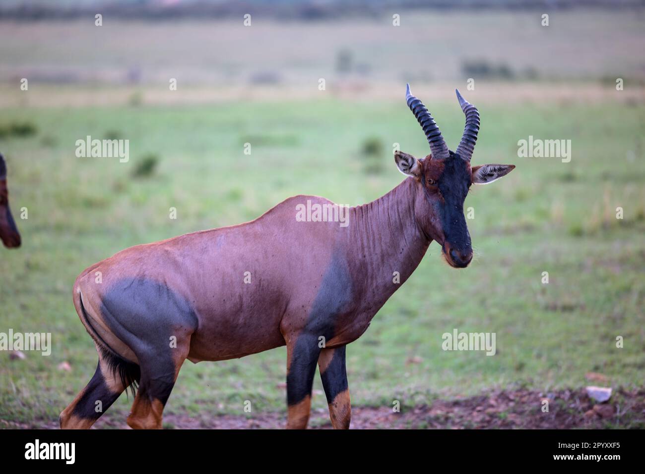 Eine Antilope mit einem warmen, braunen Mantel und beeindruckenden gebogenen Hörnern Stockfoto