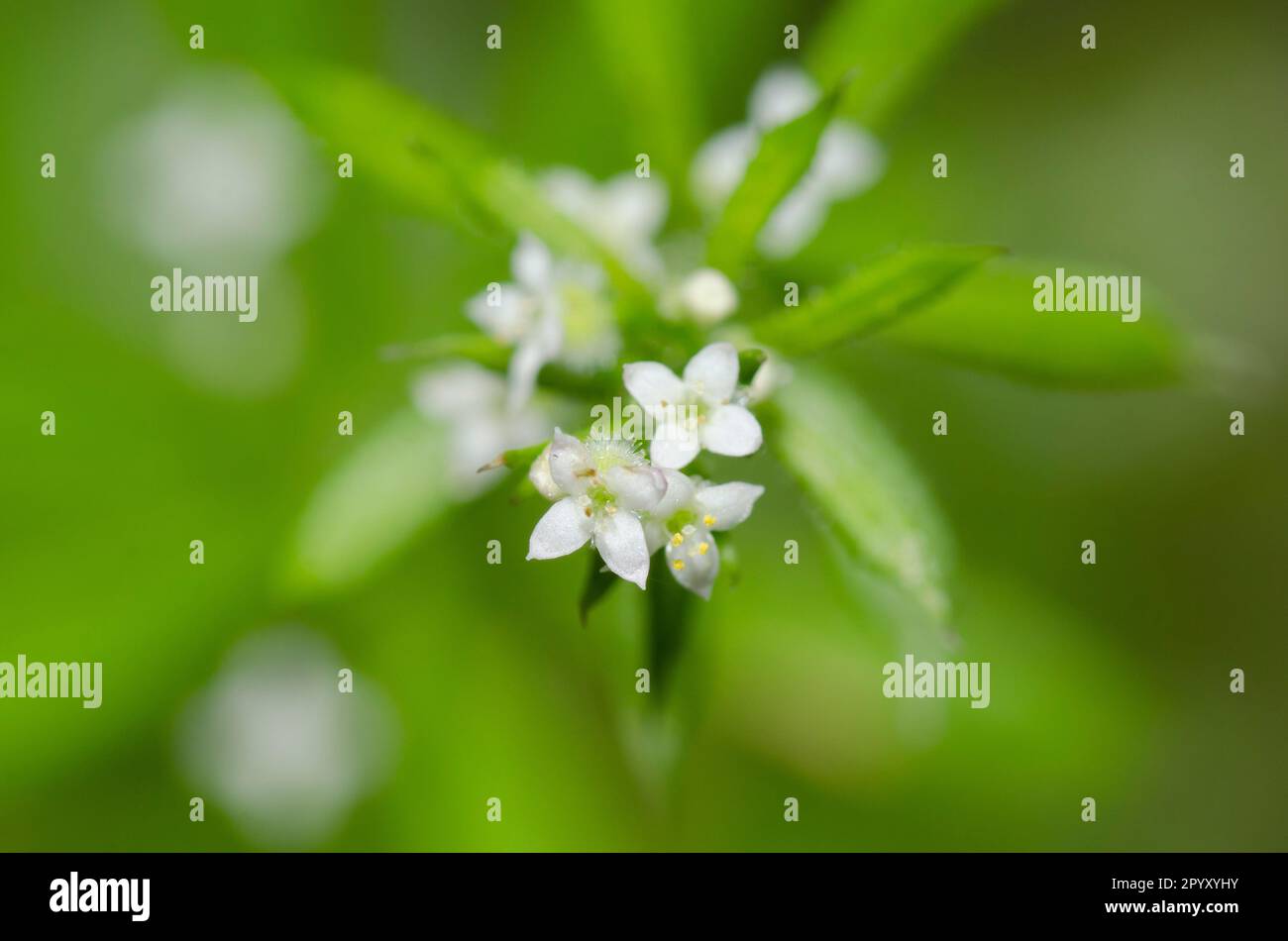 Stickywilly, Galium-Aparin Stockfoto