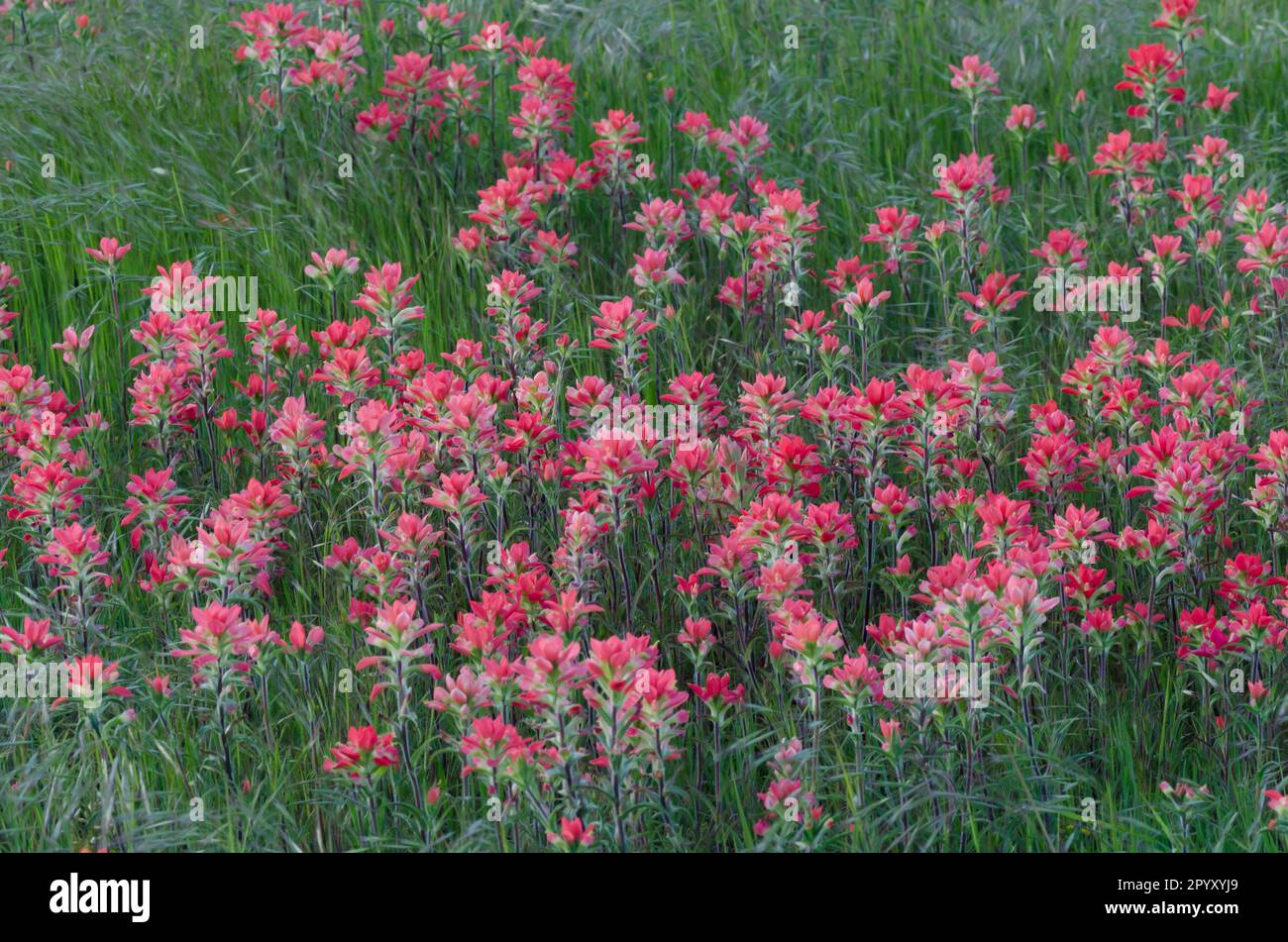 Entreleaf Indian Paintbrush, Castilleja indivisa Stockfoto