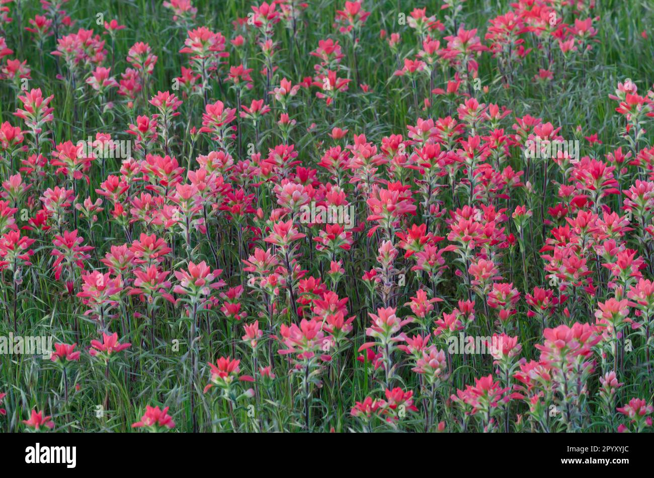 Entreleaf Indian Paintbrush, Castilleja indivisa Stockfoto