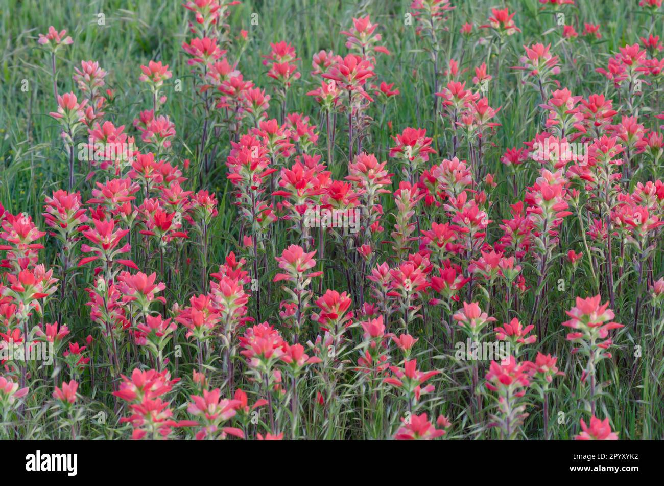 Entreleaf Indian Paintbrush, Castilleja indivisa Stockfoto