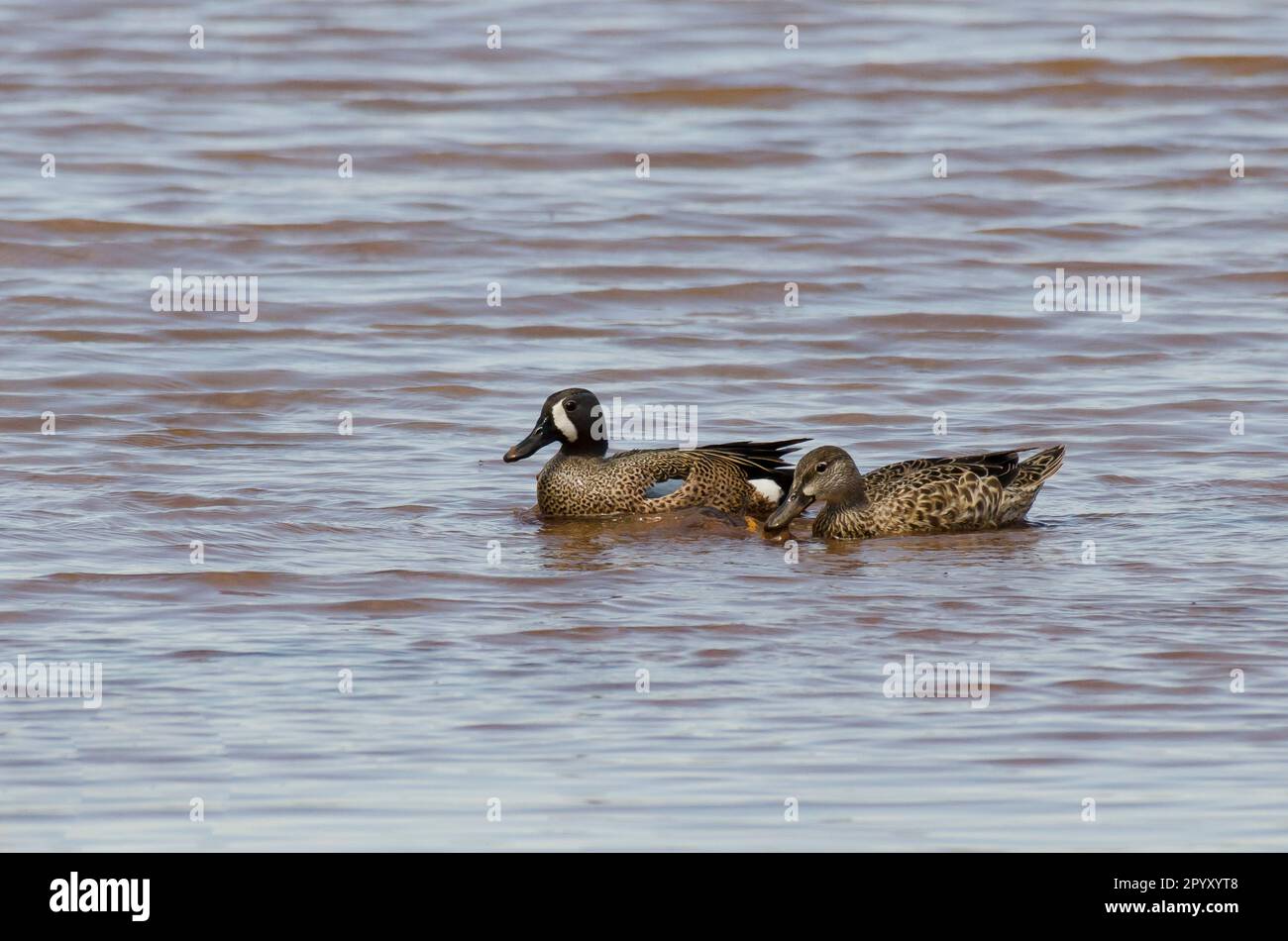 Blauflügeliges Teal, Spatula-Discors, zwei Stockfoto