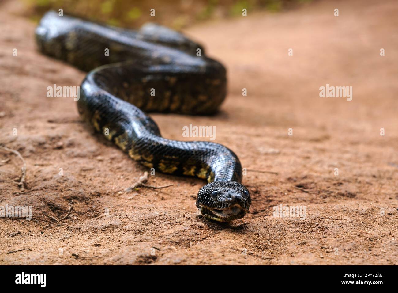 Madagaskar-Baumboa-Schlange - Sanzinia madagascariensis - schlüpft auf staubigem Boden, Nahaufnahme Stockfoto