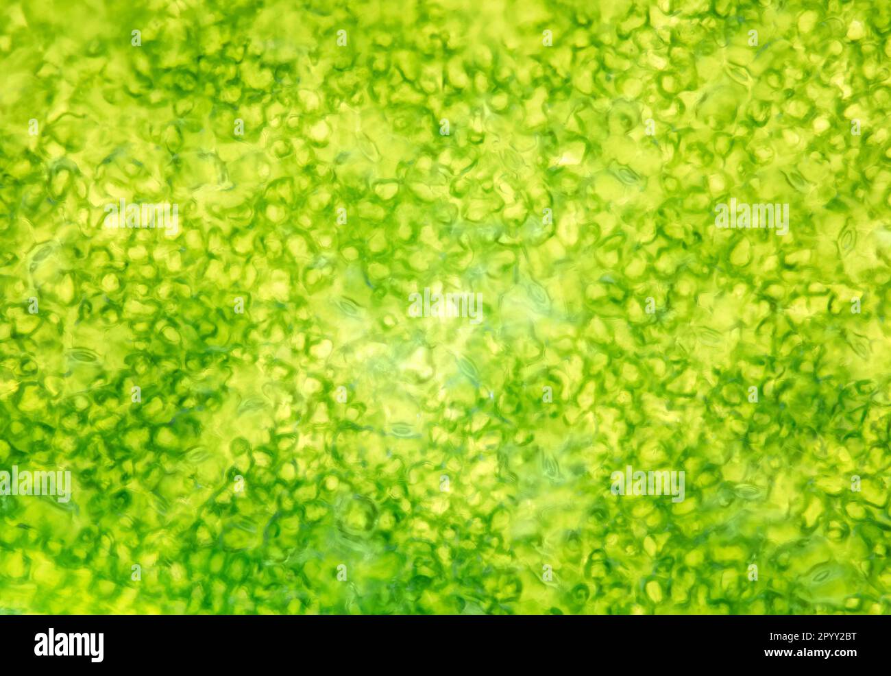 Grünes Pflanzenblatt unter dem Mikroskop, 40x-fache Vergrößerung Realbildgröße 1mm - abstrakter wissenschaftlicher Hintergrund Stockfoto