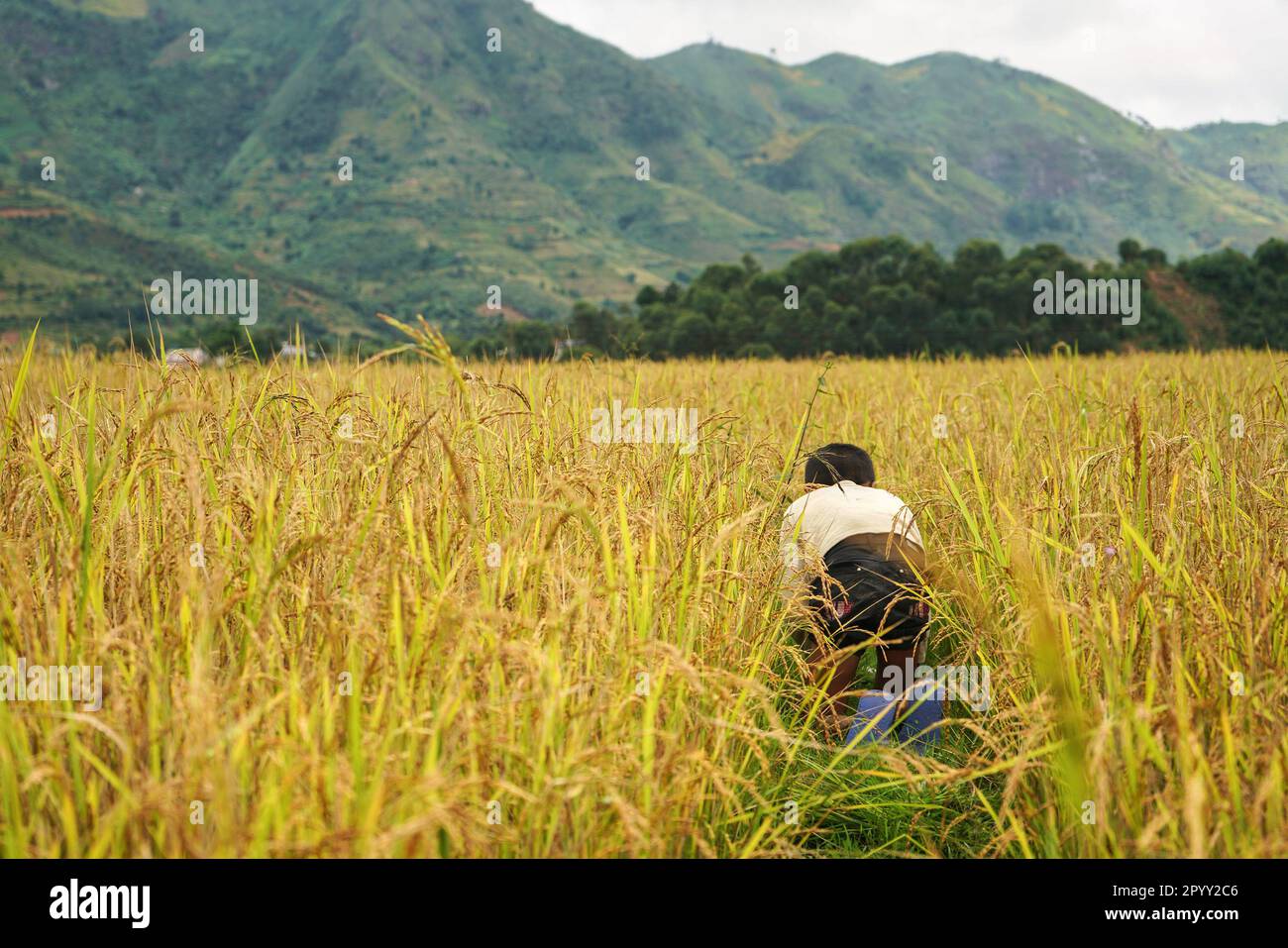 Unbekannter madagassischer Junge, der Gras auf dem Reisfeld jätet, auf den Knien arbeitet, Blick von hinten, Gesicht nicht sichtbar. Berge mit bedecktem Himmelshintergrund Stockfoto