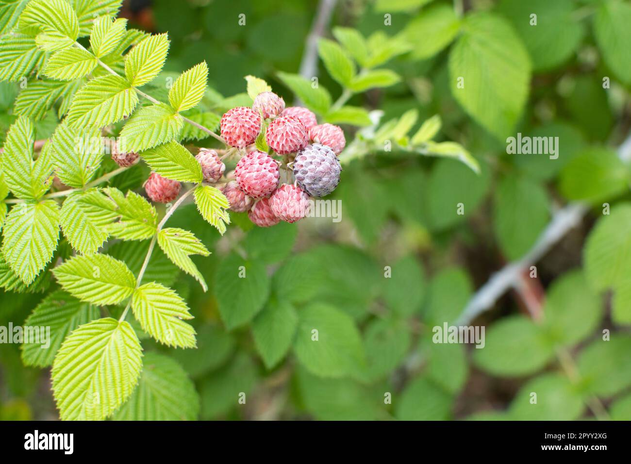 Mysore Himbeere. Tropische Himbeere. Rubus Niveus Stockfoto