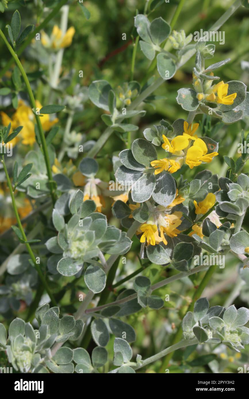 Silver Lotus, Acmispon Argophyllus, zeigt Frühlingsblüten in den Santa Monica Mountains, ein einheimisches, mehrjähriges Kraut mit ramosen Umbel-Blüten. Stockfoto