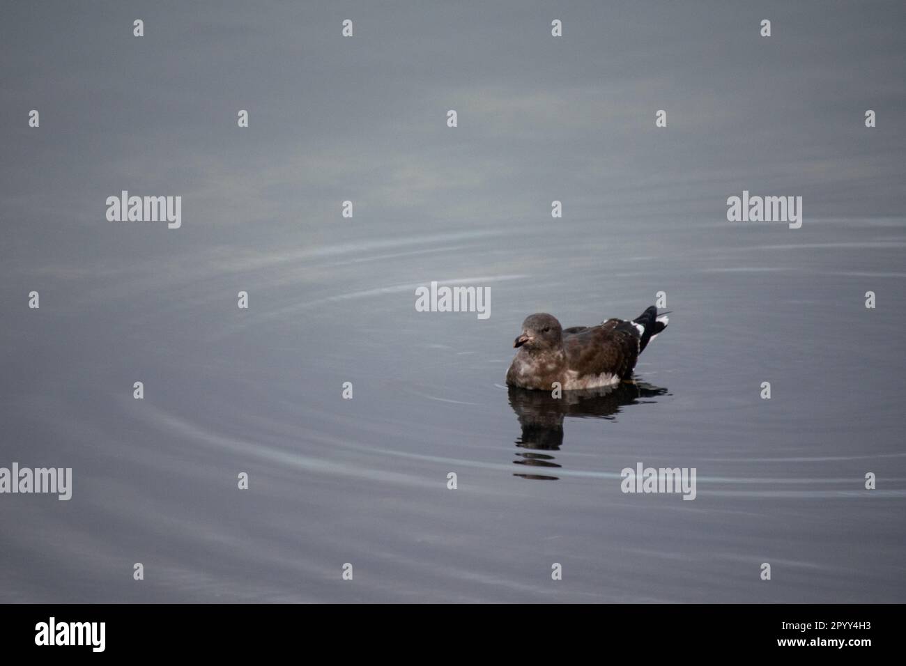 Schamente am Ufer der Bahía Encerrada in Ushuaia. Lophonetta specularioides Stockfoto
