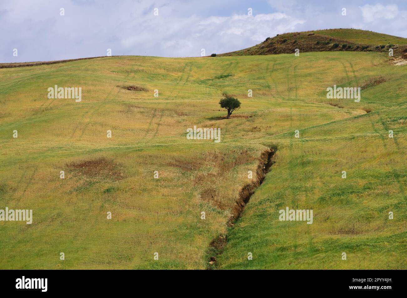 Ein Baum auf einem Feld von Sizilien in Italien Stockfoto