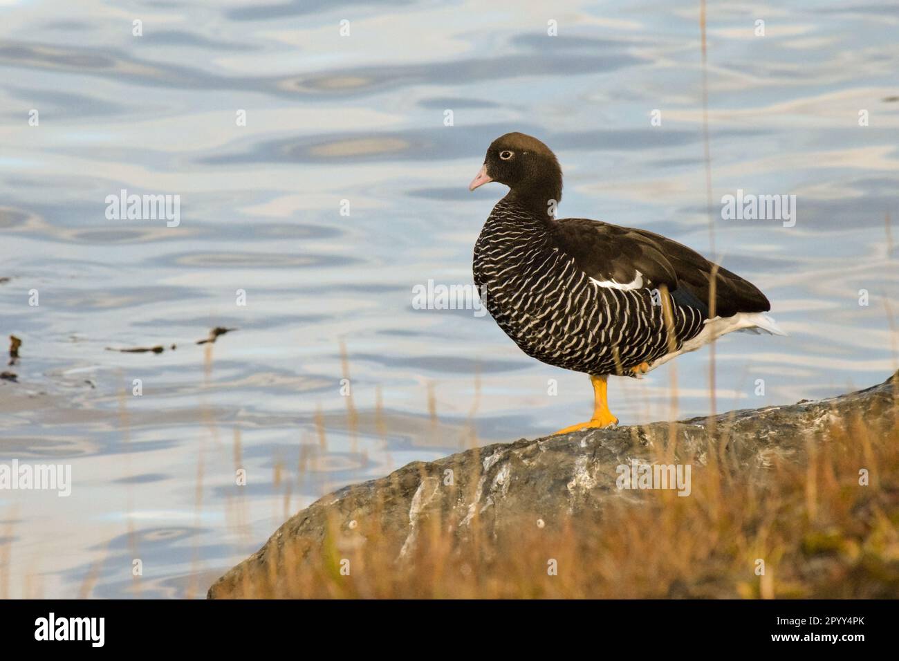 Cloephaga-Hybrid. Seegänse am Ufer der Bahía Encerrada in Ushuaia. Stockfoto
