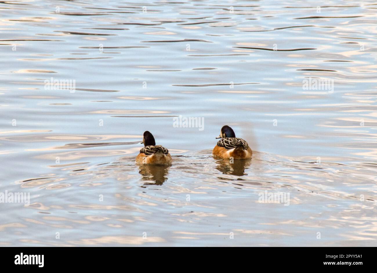 Schamente am Ufer der Bahía Encerrada in Ushuaia. Lophonetta specularioides Stockfoto