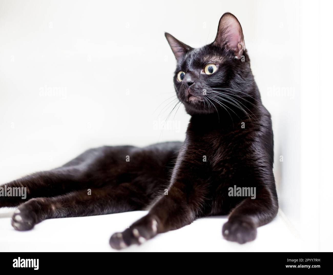 Eine schwarze Katze mit großen Augen, die sich hinlegt, mit einem überraschten Gesichtsausdruck Stockfoto