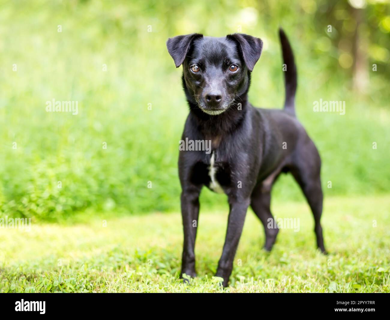 Ein kleiner schwarzer Mischhund aus Terrier, der in die Kamera schaut Stockfoto