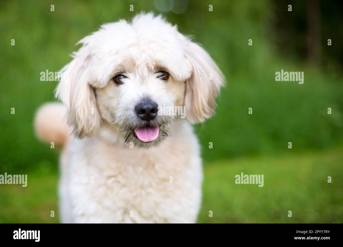 Ein süßer Pommern x Pudel Mischhund, der in die Kamera schaut Stockfoto