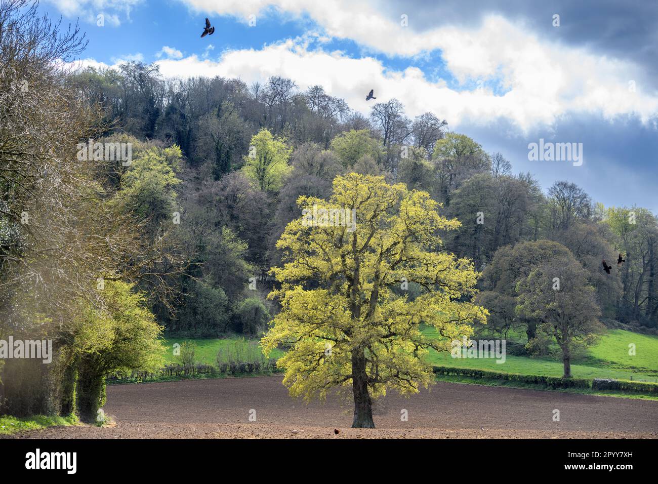 Eine Eiche, die sich in der Nähe des Dorfes Uley, Gloucestershire UK, in Blattform verwandelt Stockfoto