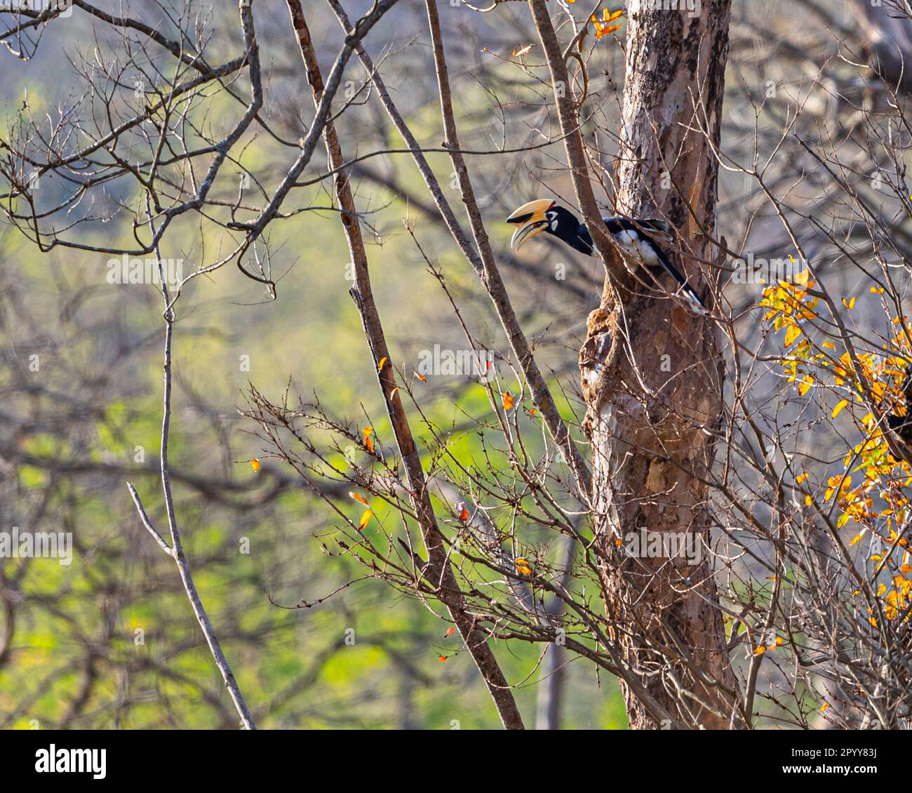 Ein malabar-Horn-Schein, der auf einem Baum sitzt Stockfoto