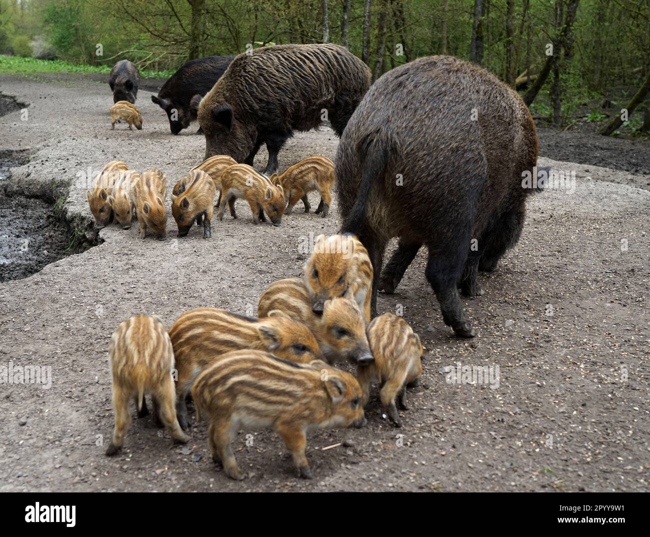 Weibliche Wildschweine und ihre Babys. Ein Echolot mit Sauen und Ferkeln, die sich übereinander krabbeln. Stockfoto