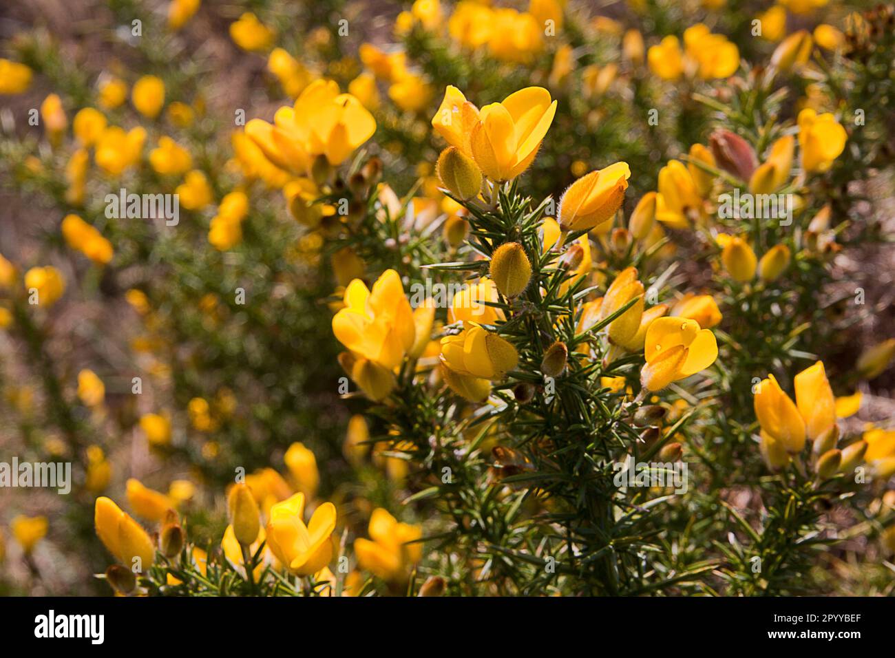 Wild Gorse (Ulex), Naturschutzgebiet Witterings, West Sussex, England Stockfoto