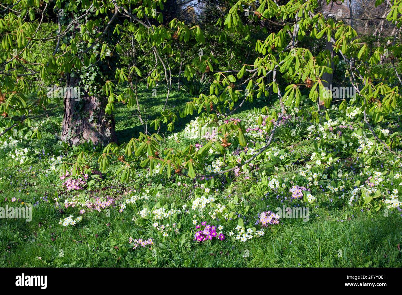 bank of wild primroses (primula vulgaris), West sussex, England Stockfoto