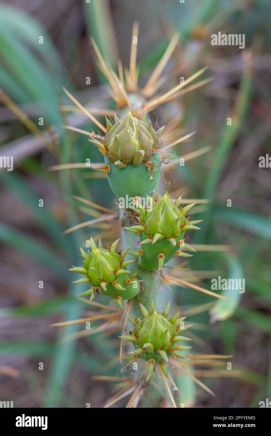 Frische, neue Triebe auf einem stacheligen Birnenkaktus, der in Texas wächst, seine Hinterbeine sind im Hintergrund sichtbar. Stockfoto