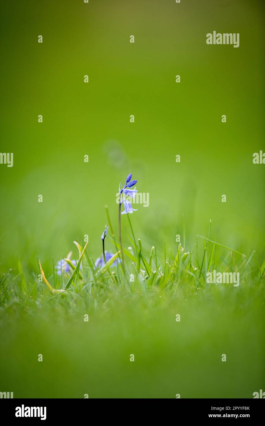 Einheimische britische Bluebell-Blume. Stockfoto