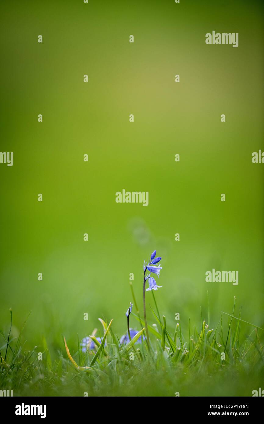 Einheimische britische Bluebell-Blume. Stockfoto