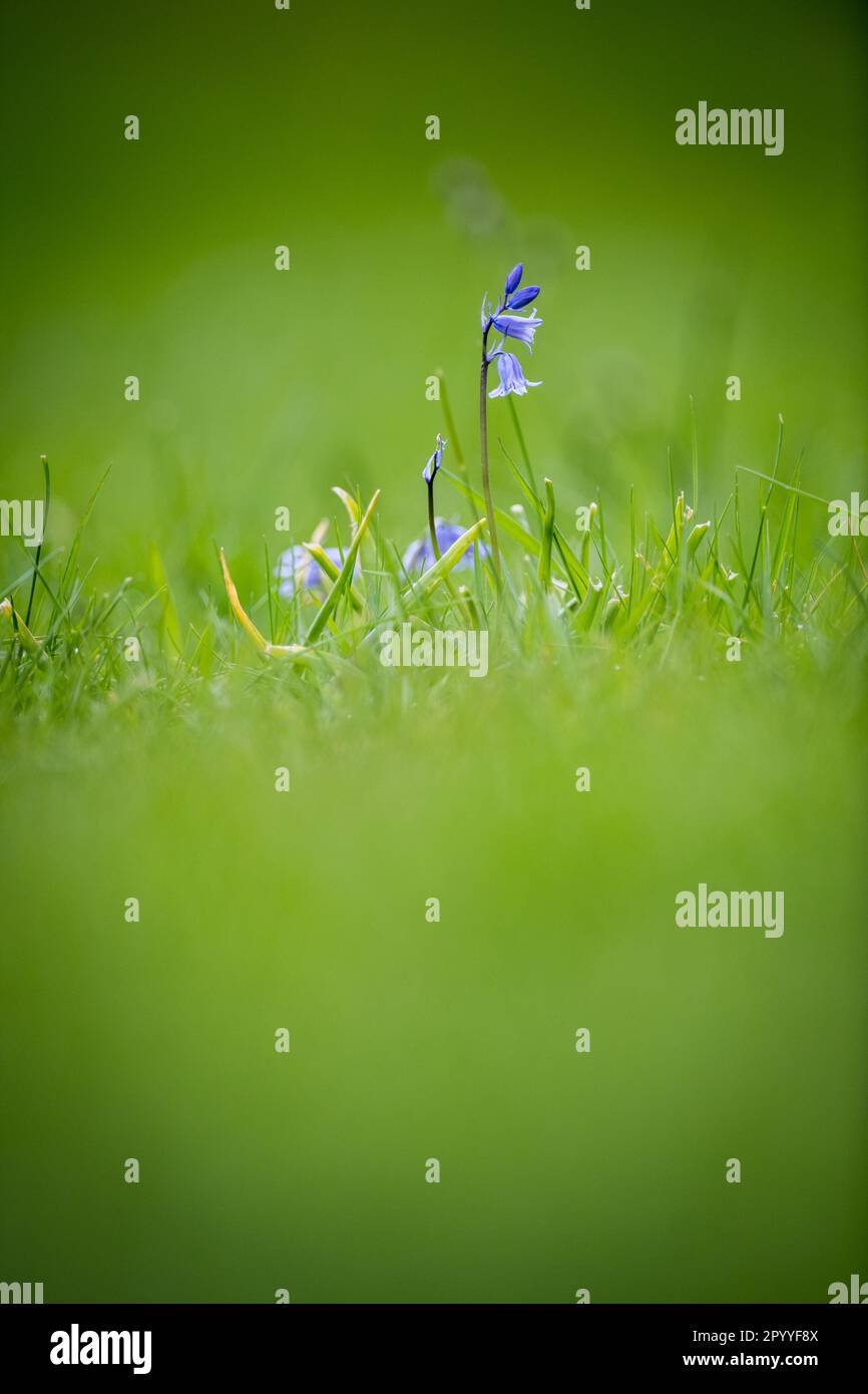 Einheimische britische Bluebell-Blume. Stockfoto