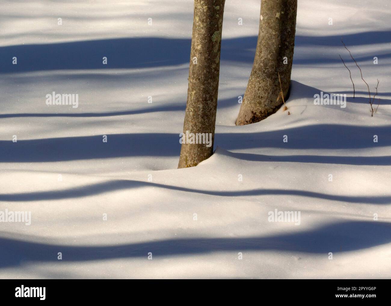 Baumschatten im Schnee, das Great Swamp National Wildlife Refuge, New Jersey. Stockfoto