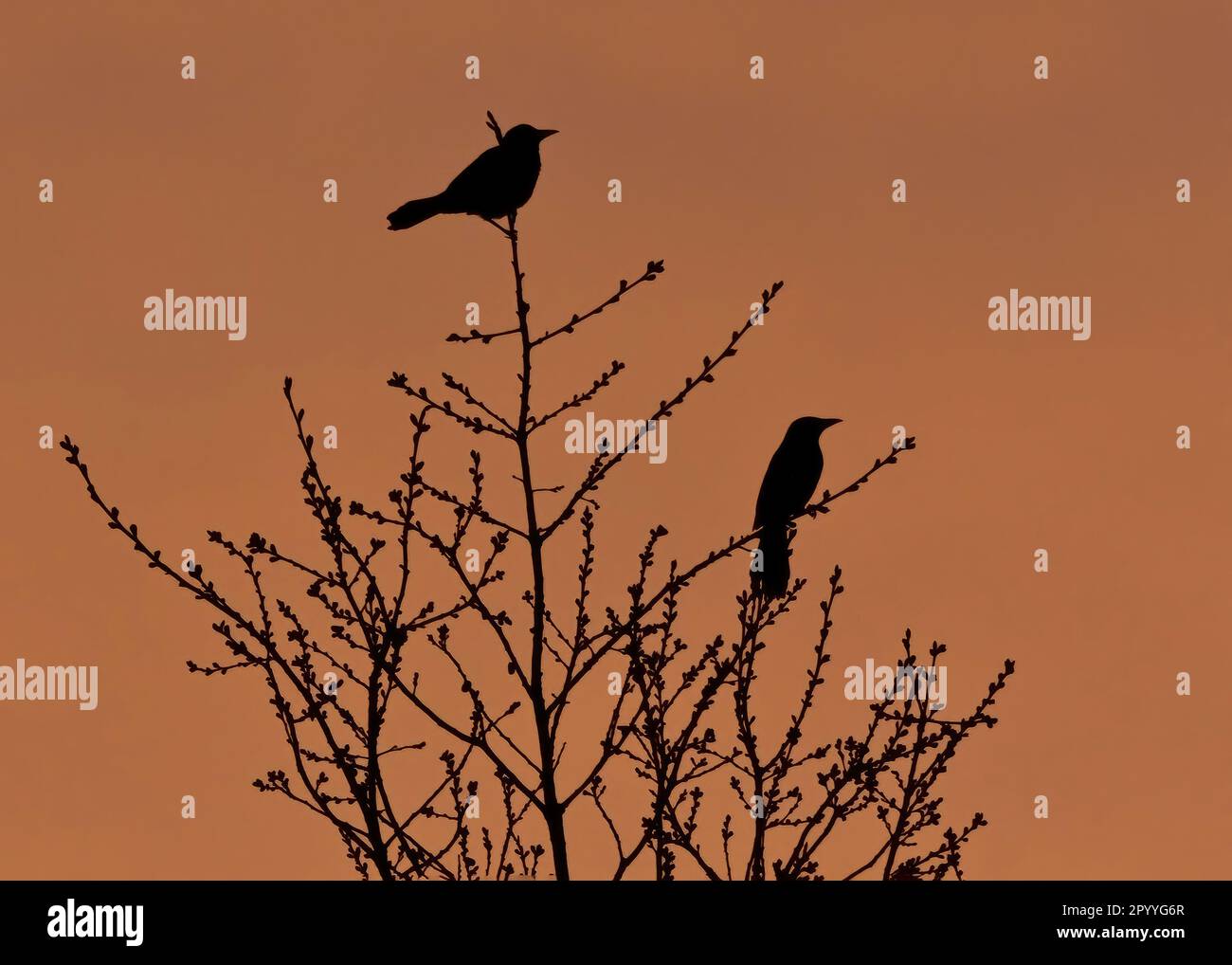 Silhouette mit zwei Stehvögeln und orangefarbenem Himmel Stockfoto