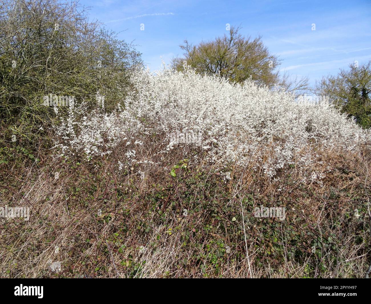 Natürliches blühendes Pflanzenporträt des blühenden Hawthorne im Frühling Stockfoto