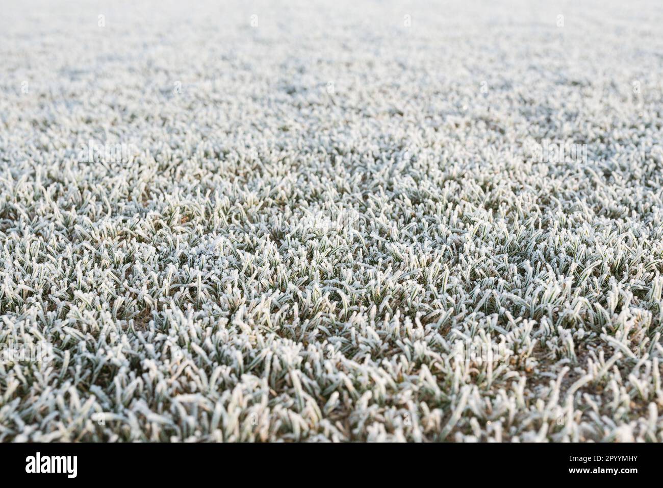 Gefrorenes Gras auf dem Fußballfeld Stockfoto