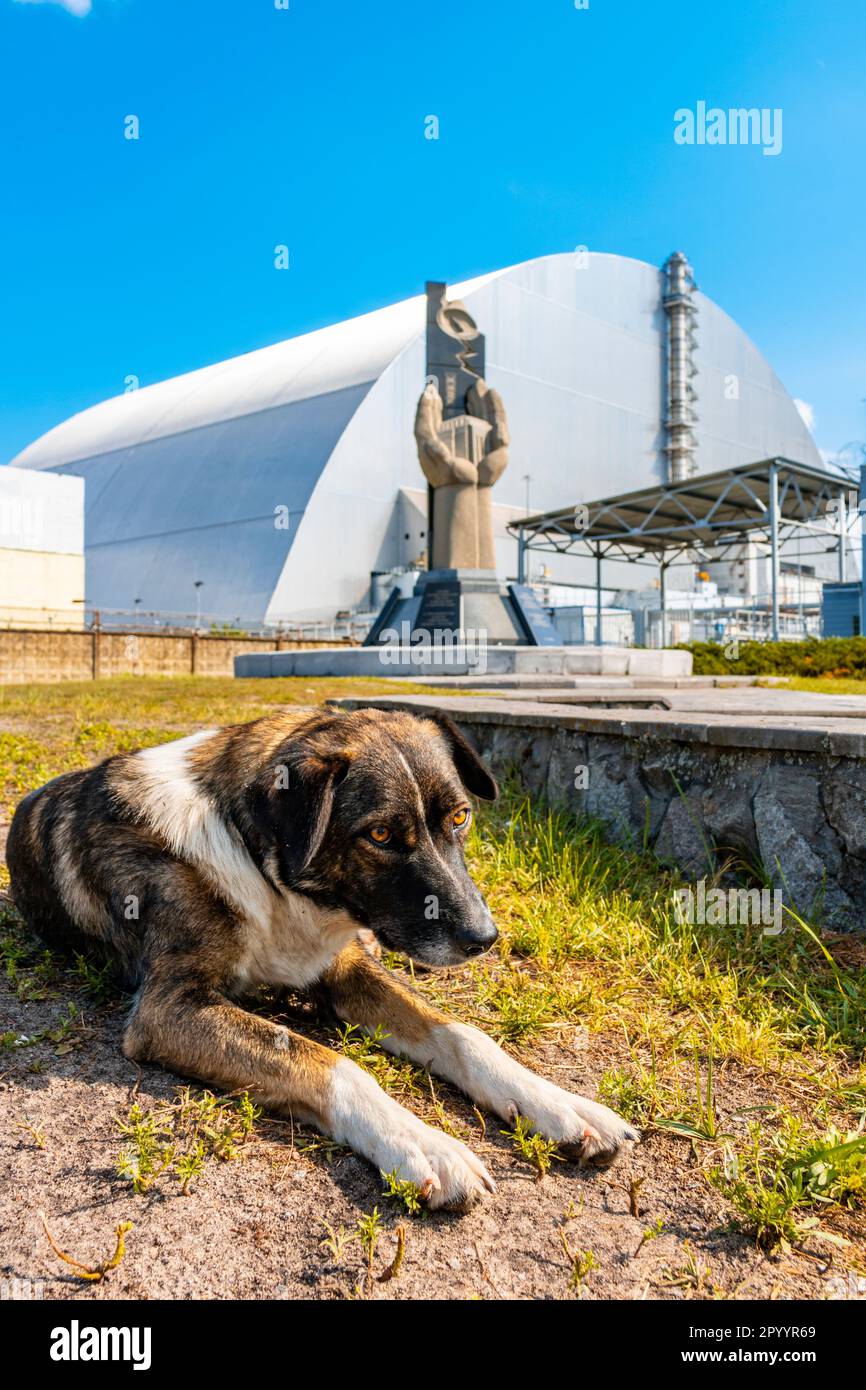 Einer von vielen Hunden läuft frei in der Tschernobyl-Sperrzone vor dem modernen Sarkophag, der den Reaktor 4 umhüllt. Stockfoto