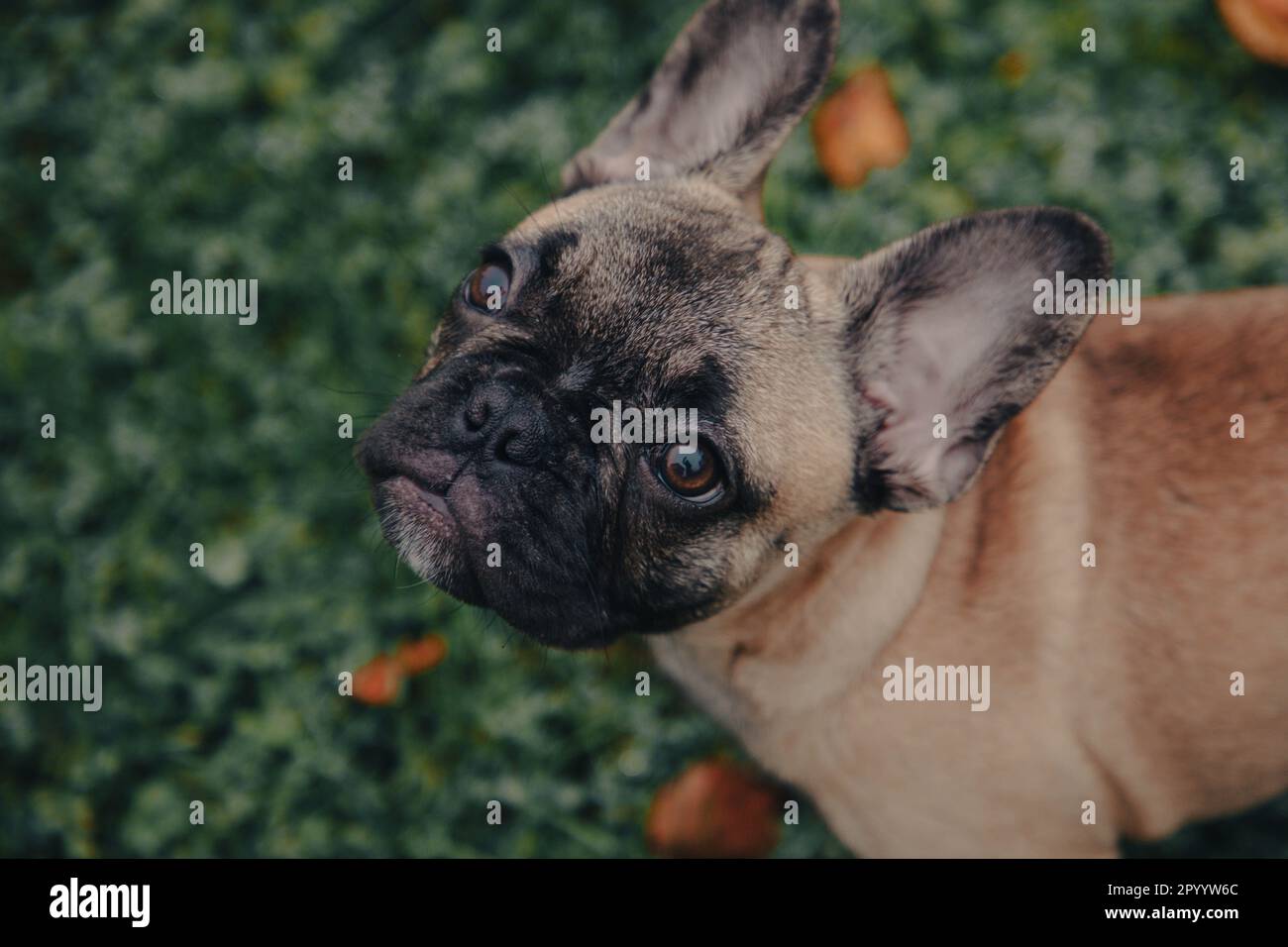 Eine Nahaufnahme eines bezaubernden französischen Bulldogges, der mit seinen großen Augen und seiner zerknitterten Stirn aufblickt Stockfoto