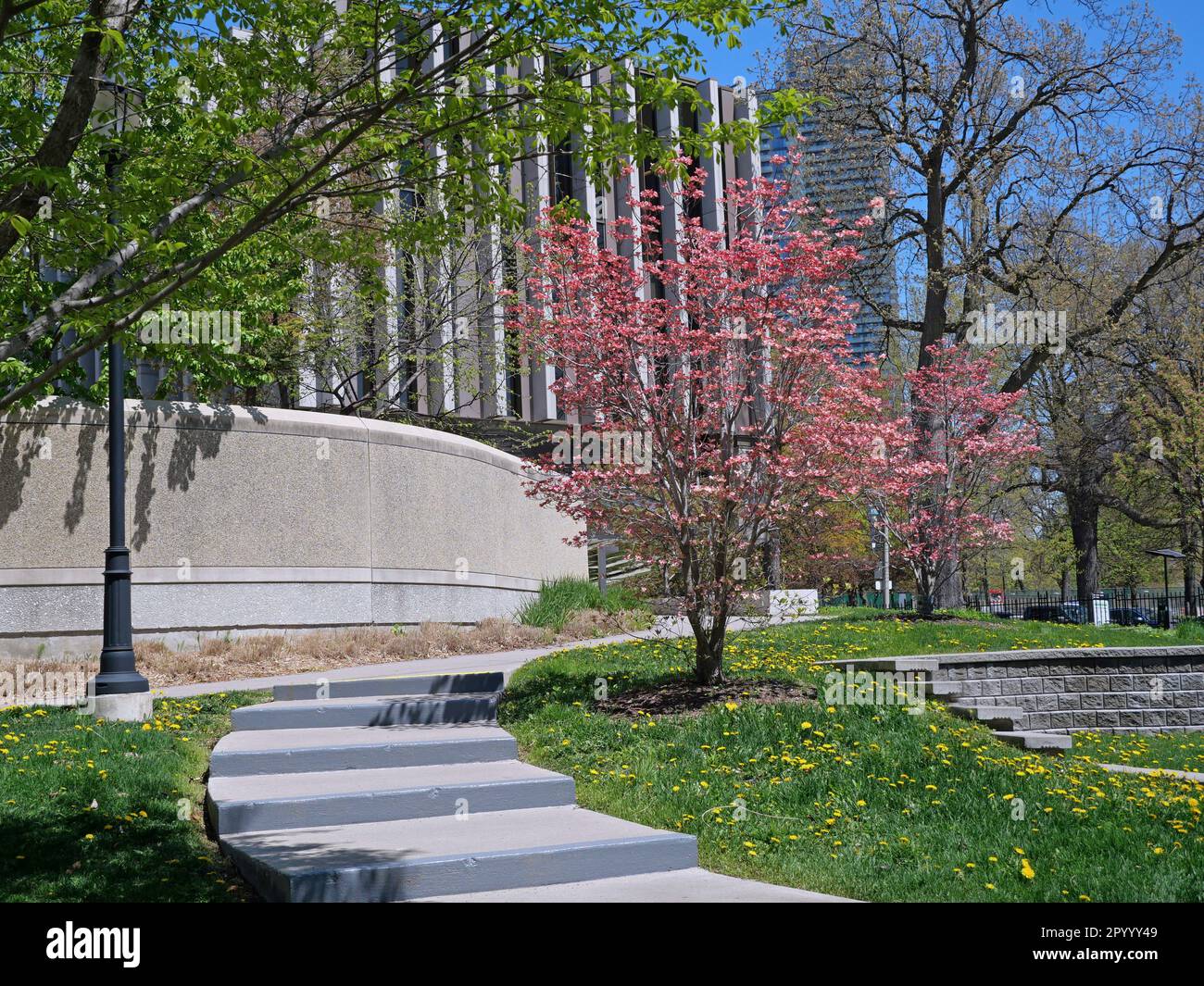 Blühender Hundeholzbaum im Frühling, auf dem Universitätscampus mit modernen Gebäuden Stockfoto