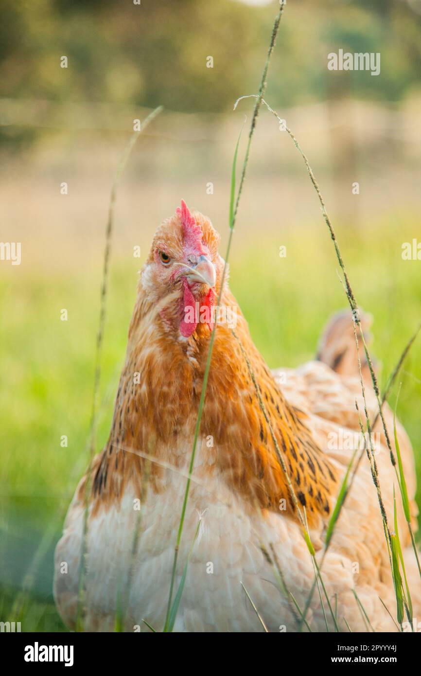 Die Sussex-Henne in hohen Grashalmen auf dem grünen Weideplatz Stockfoto