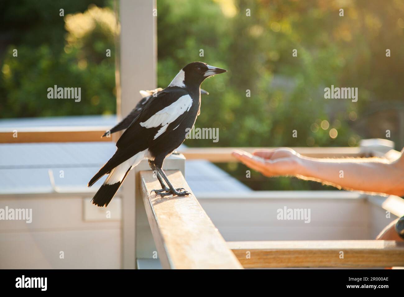Hand streckt aus, um wilde Elster-Vögel auf dem Balkon im goldenen Licht zu füttern Stockfoto
