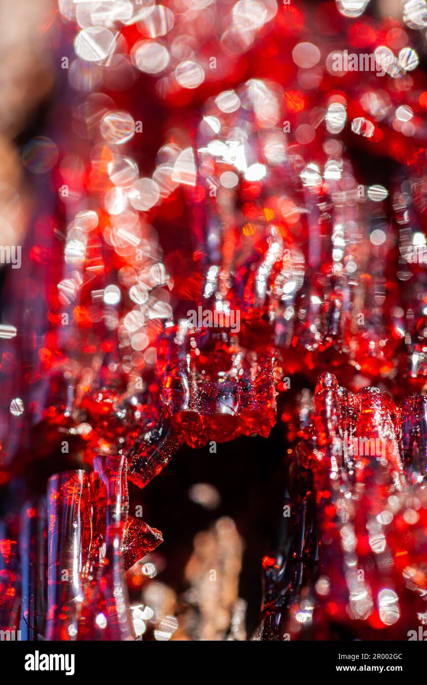 Glitzernder roter baumsaft auf der Außenseite des sterbenden Gummibaums kristallisiert Stockfoto
