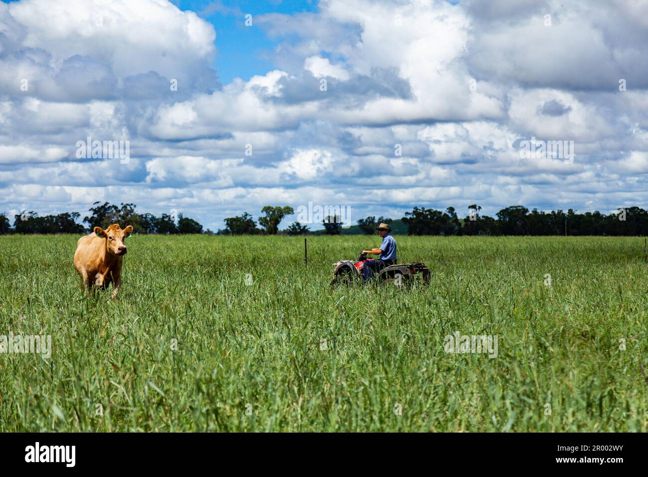 Ein Bauer auf dem Quad, der Rinder in der grünen Blaugras-Koppel kontrolliert Stockfoto
