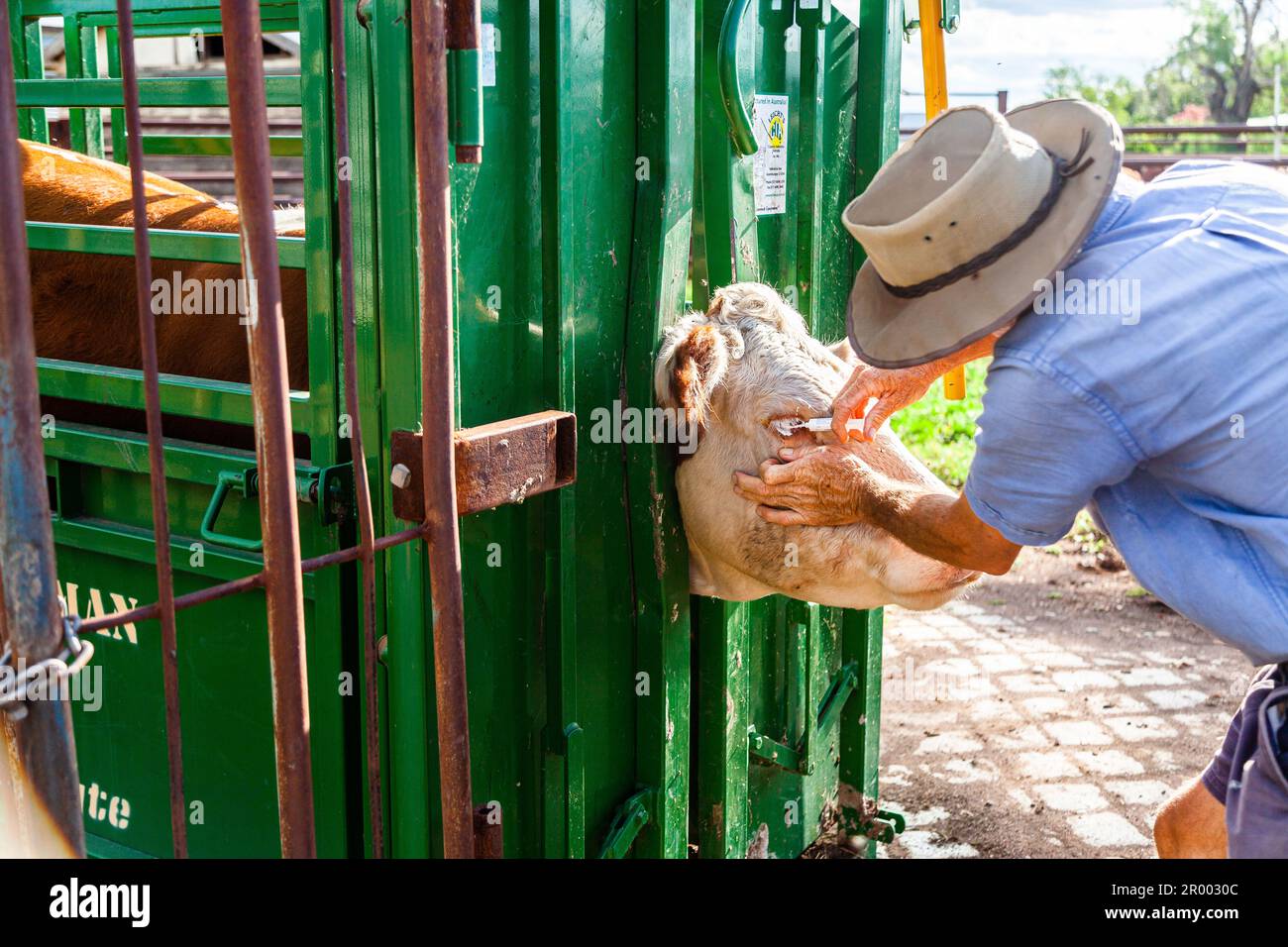 Australischer Bauer mit Kuh im Rind zerquetscht zur Behandlung des rosa Auges Stockfoto