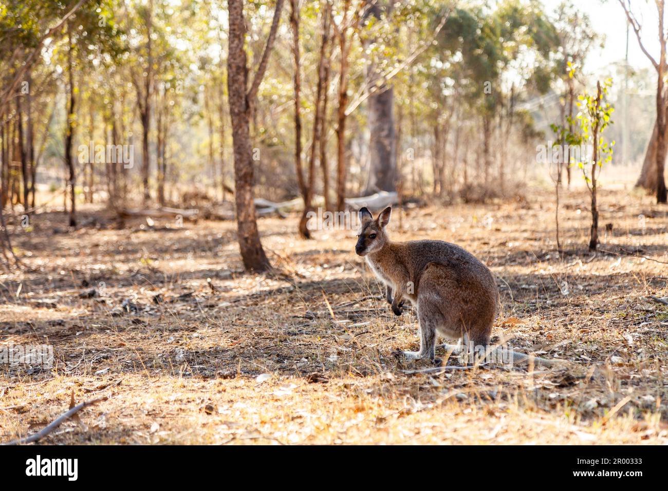 Trockene australische Koppel mit Wallaby im Schatten unter Eukalyptusbäumen Stockfoto