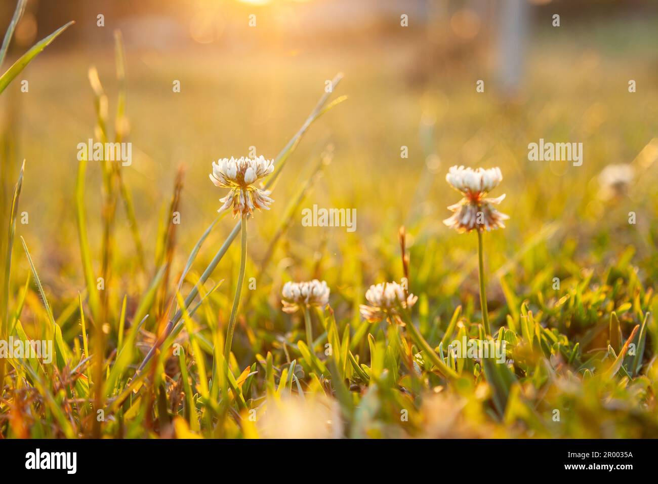 Goldenes Sonnenlicht über Kleeblumen, die auf grünem Rasen wachsen Stockfoto