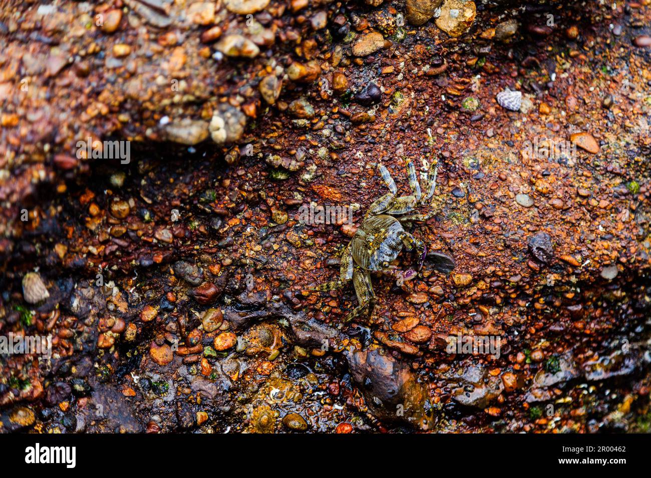 Farbenfrohe Krabben auf Felsen an der australischen Küste Stockfoto