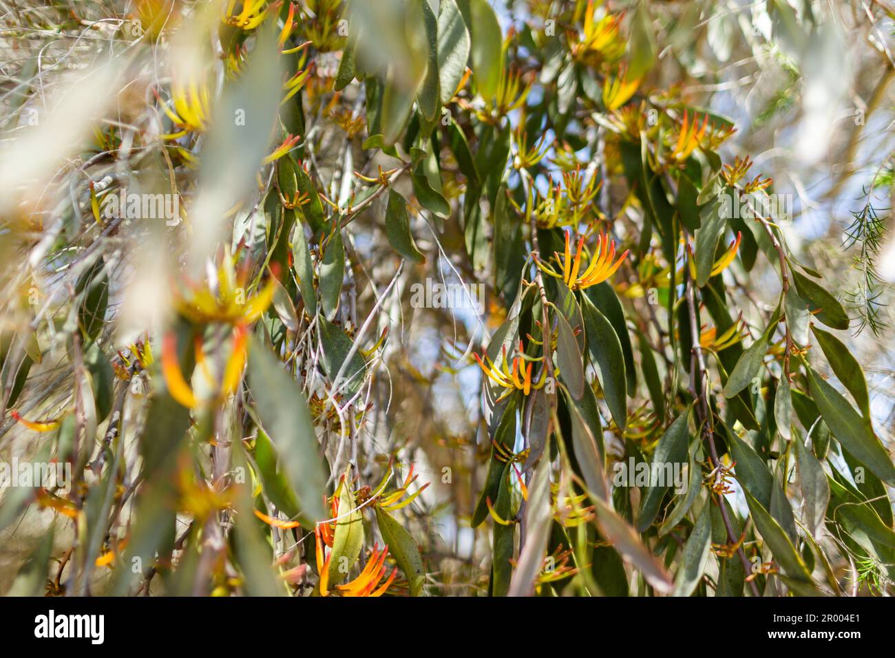 Mistelpflanzen wachsen parasitär auf einheimischen Bäumen, blühend orange Stockfoto